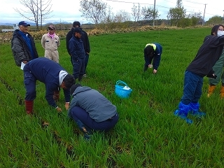 小麦の茎数や葉色を測る参加者