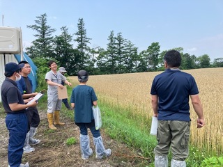服部農場「秋まき小麦ほ場」