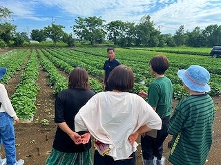 さつまいも栽培ほ場視察