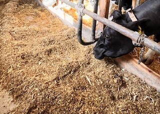 写真2 混合飼料を食べる乳牛