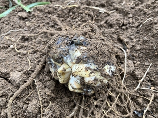 写真2 食用ゆり黒腐菌核病