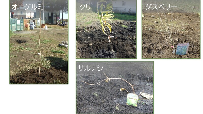 植えた種苗　オニグルミ、クリ、グズベリー、サルナシ
