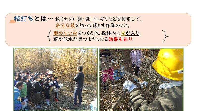 令和6年10月30日　新得小学校　枝打ち体験