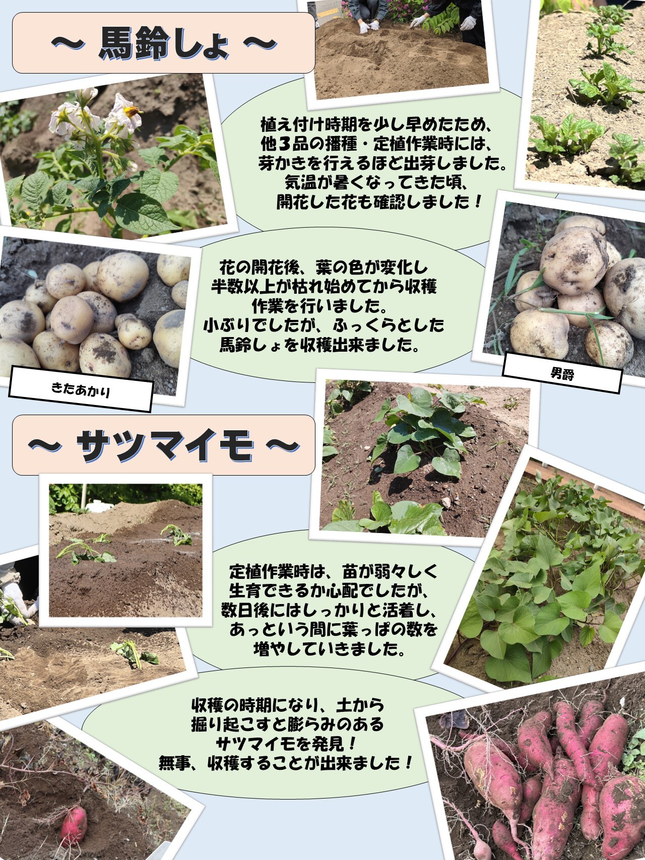 馬鈴しょ・さつまいも