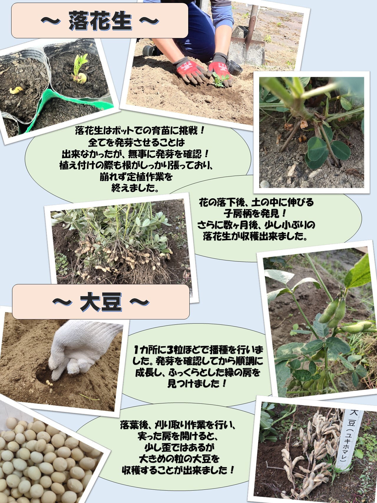 落花生・大豆