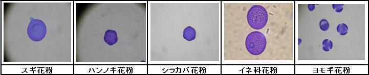 kafun_photo.jpg
