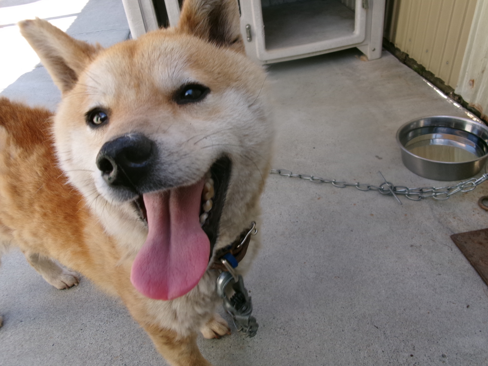 K-5(犬) (JPG 961KB)