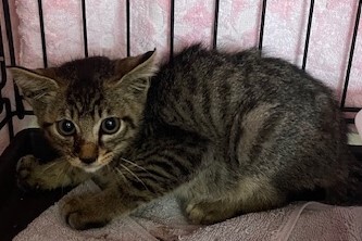 S-6(猫) (JPG 53.9KB)