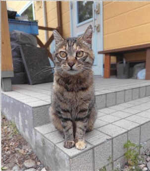 7-5(猫).jpg