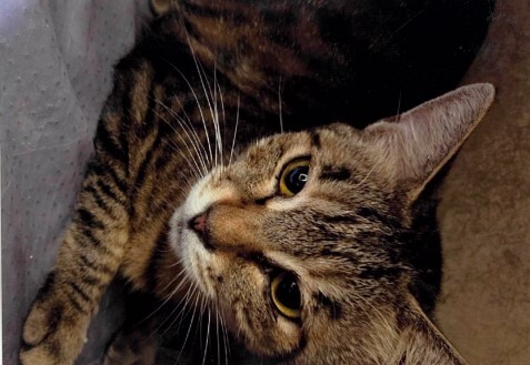 7-7(猫).jpg