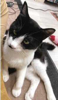 7-12(猫).jpg