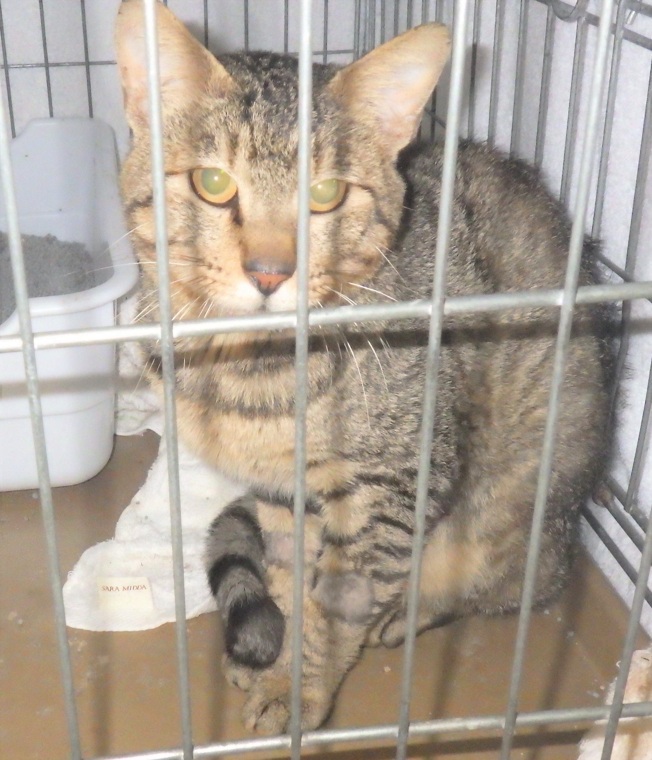 S-7(猫) (JPG 988KB)