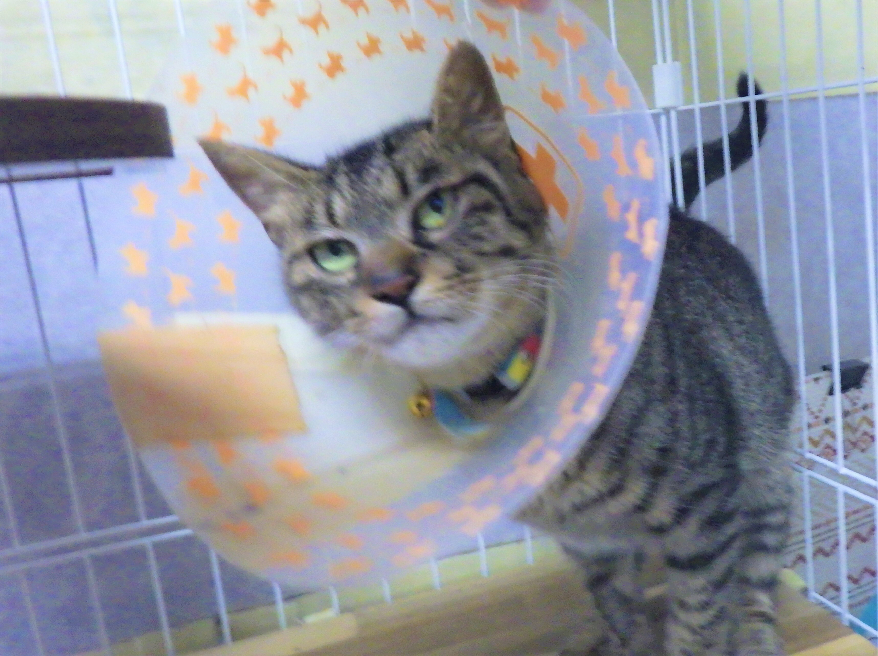 H-6(猫) (JPG 1.36MB)