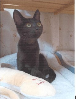 7-13(猫).jpg