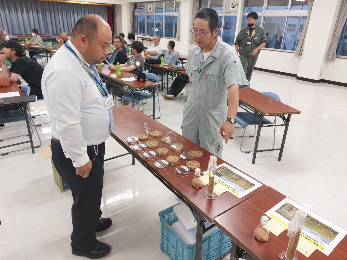 縞萎縮病による細麦化に驚く農業者