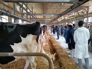 写真1 経産牛の管理を学ぶ様子