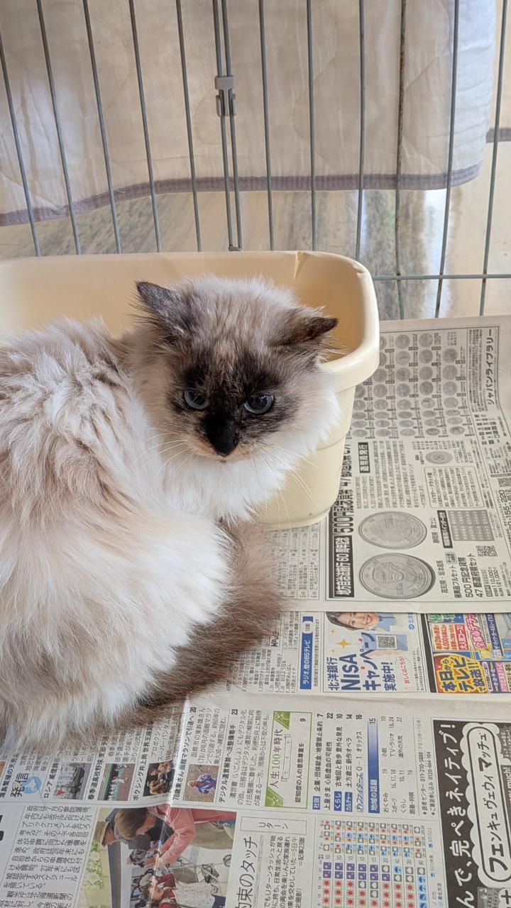 20251104新得拾猫7