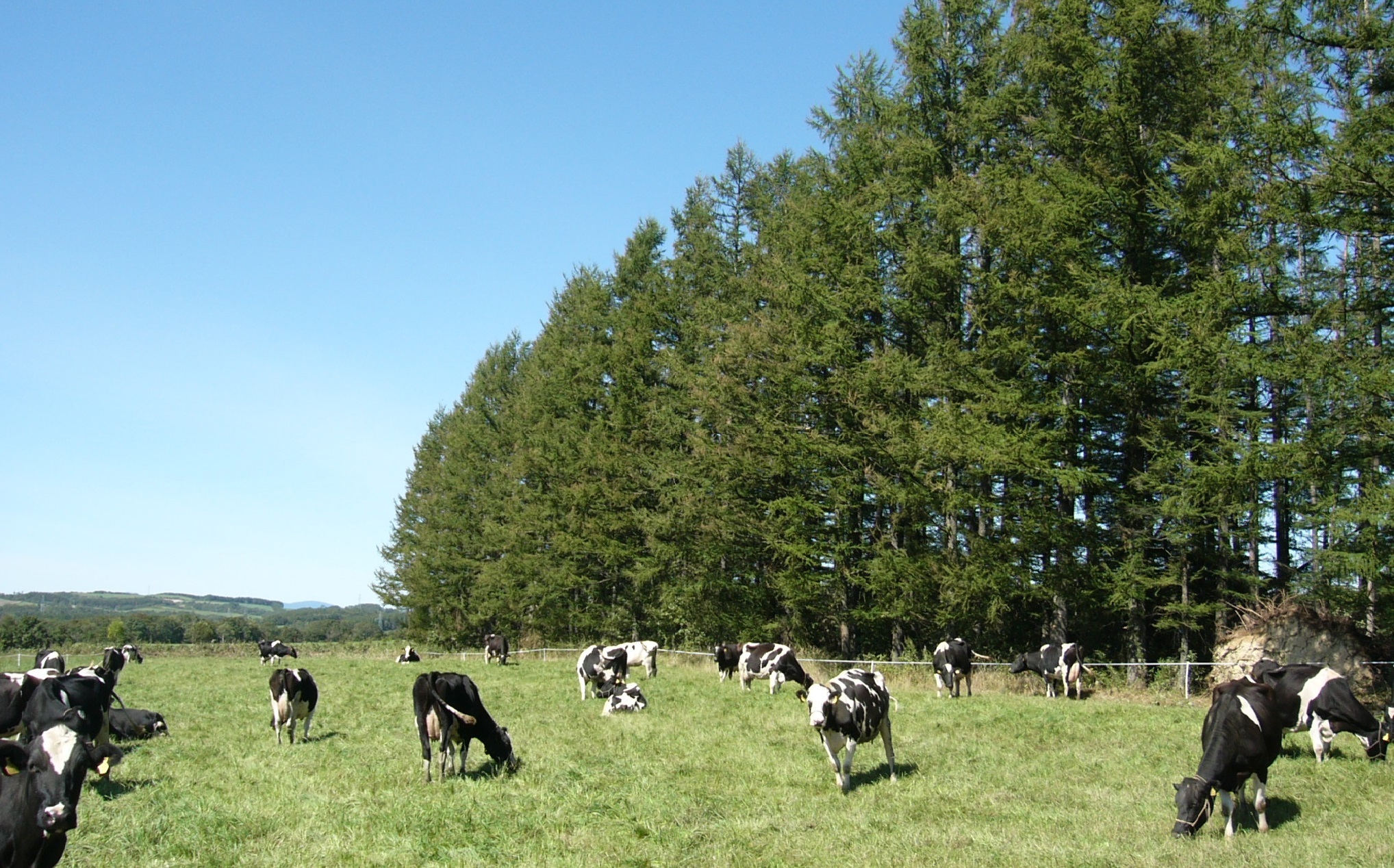 防風林と牧草地