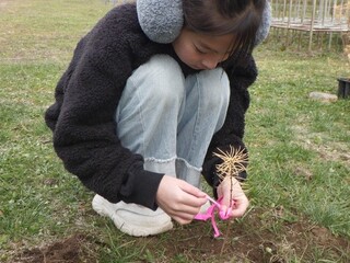 苗にピンクのテープを付ける様子