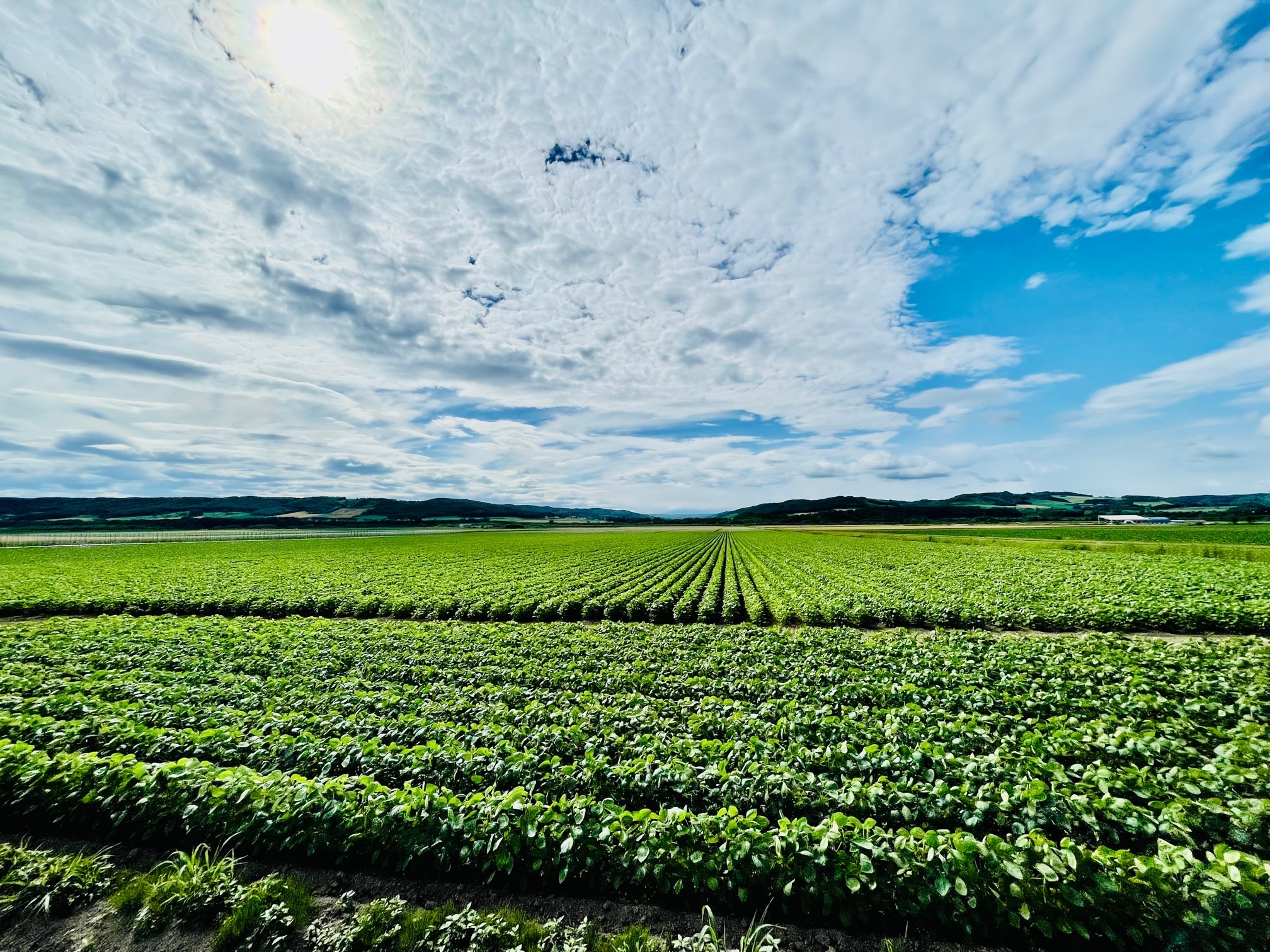 表紙 まめ (JPG 1.35MB)