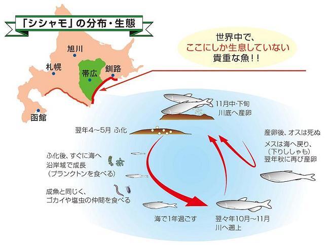 新 ししゃも豆知識 十勝総合振興局産業振興部水産課