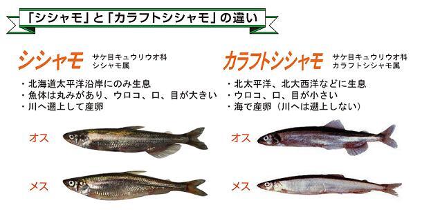 新 ししゃも豆知識 十勝総合振興局産業振興部水産課