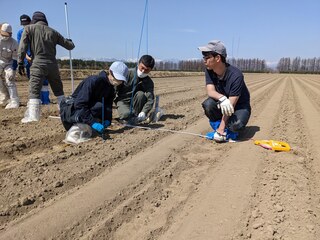 写真_区どり・溝切り・施肥・植付の全ての作業を人力で実施