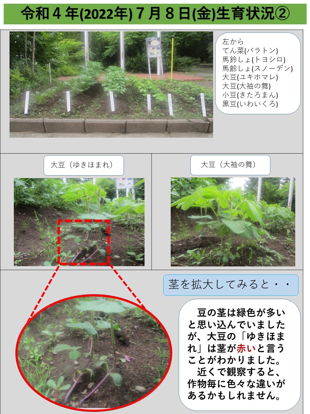 ７/８生育状況②