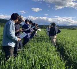 現地研修会の様子2（秋まき小麦ほ場）