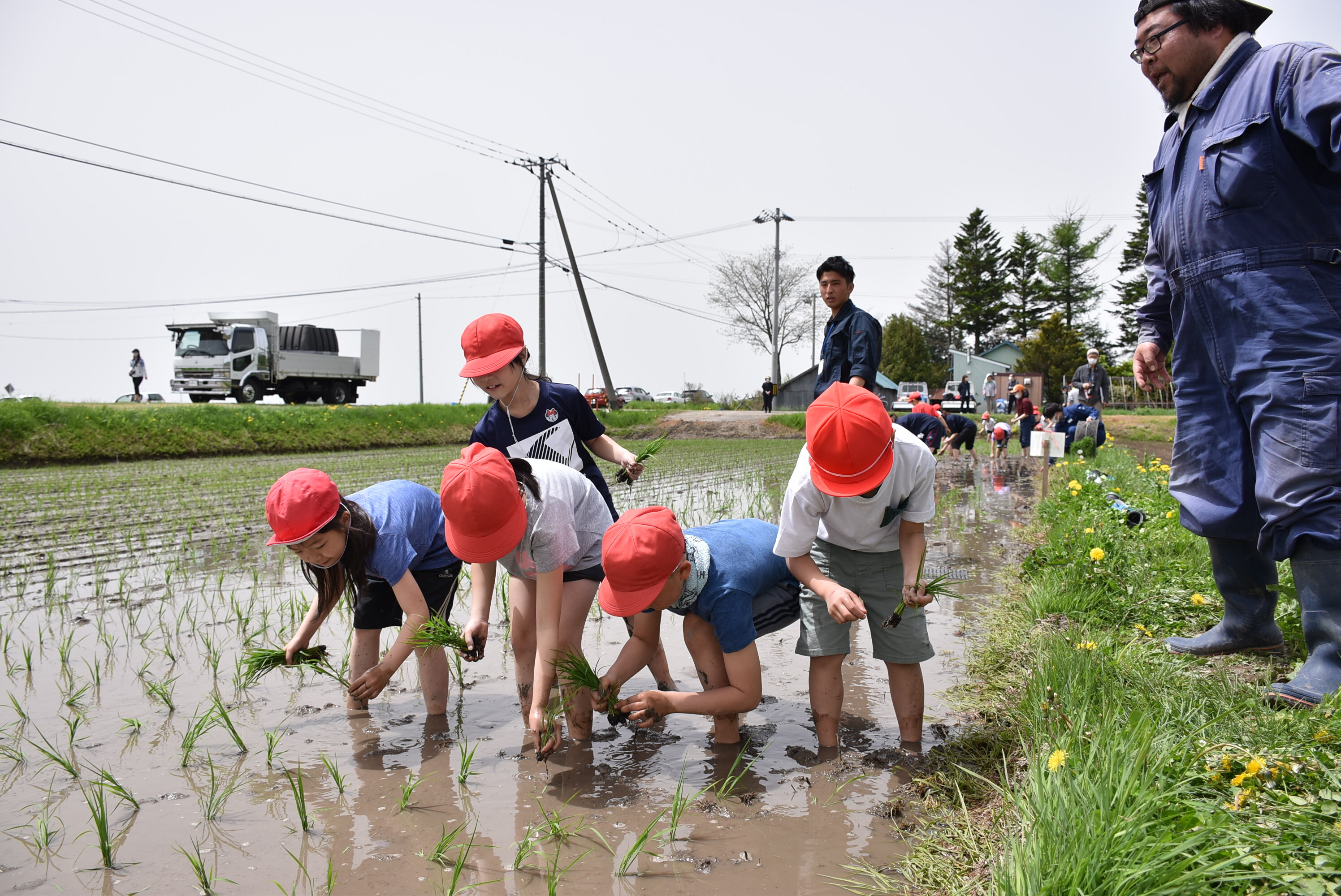 田植え