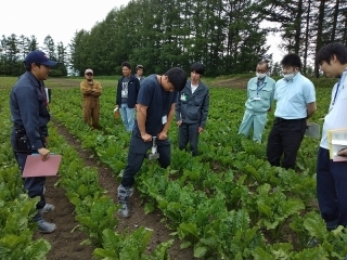 てんさいほ場で土壌硬度を測定するクラブ員