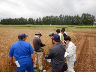 十勝農業試験場内秋まき小麦視察