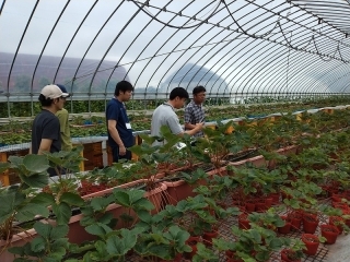 いちご苗のハウスを見学するクラブ員