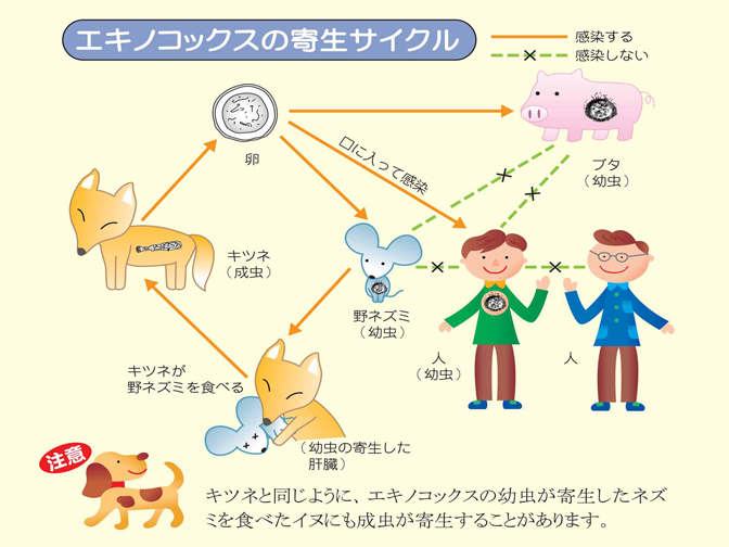 エキノコックスの生活環